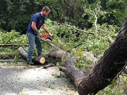 Dagsboro, DE Tree Services Company