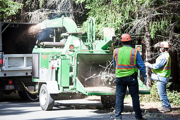 How Our Tree Care Process Works  in  Dagsboro, DE